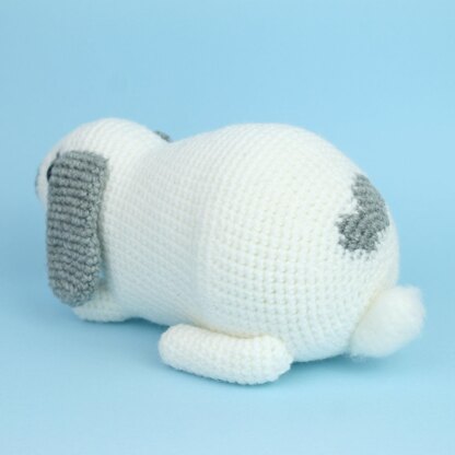 Mini Lop rabbit