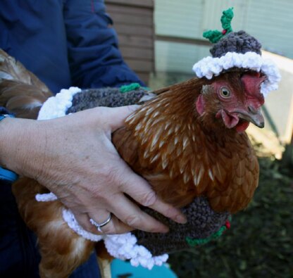 "Christmas Pudding" Chicken Coat With Matching Hat