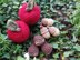 Fall Autumn amigurumi crochet Pumpkin Acorn Chestnut Leaves Maple Leaf Mushroom Pinecone Mouse Hedgehog Squirrel Garland bunting