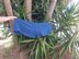 Blue frills