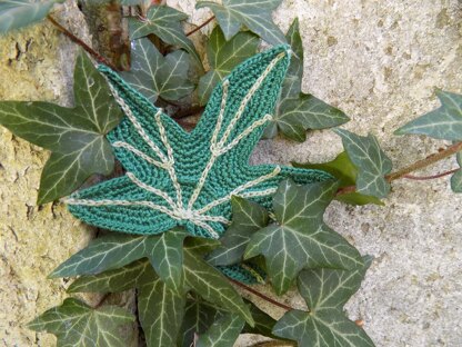 Big Ivy leaf, beautiful leaves