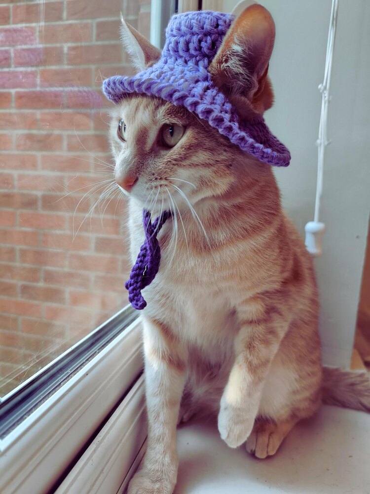 Summer Purple Cat hat Crochet pattern by Ivy Lo | LoveCrafts display picture 3