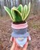 Gnome succulent (sansevieria)