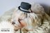 Wedding top hat for dog