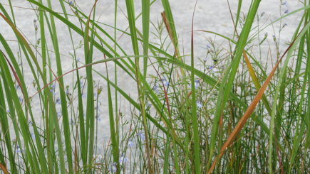 Lobelia Cardinalis #8
