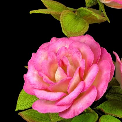 Handel Rose