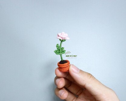 Miniature potted rose