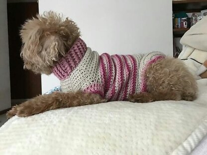 Varsity Doggie Jumper