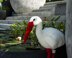 Big stork