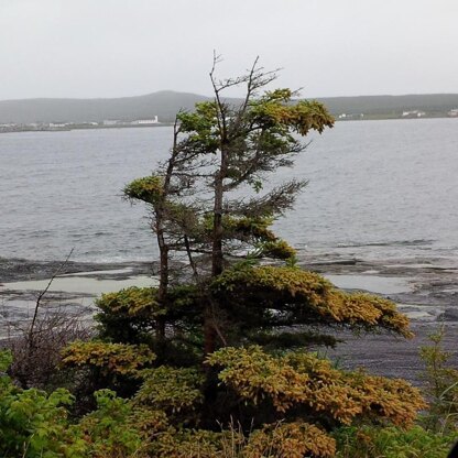 Windswept Trees