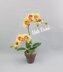 Moth Orchid