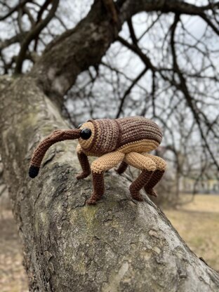 Acorn Weevil