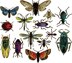 Sizzix Framelits Dies By Tim Holtz 14/Pkg - Entomology