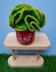 Princess Lace succulent
