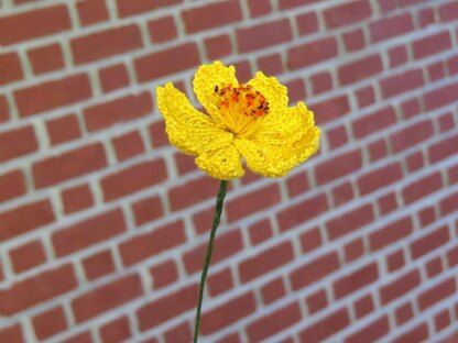 Cosmos flower wild flower