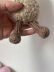 Peanut Buddy