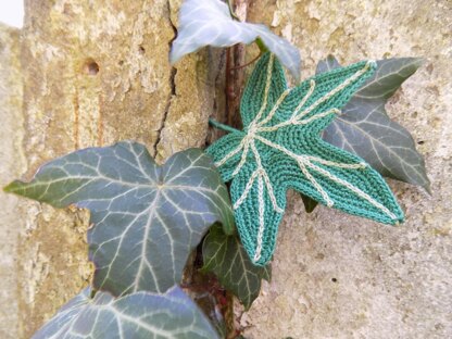 Big Ivy leaf, beautiful leaves