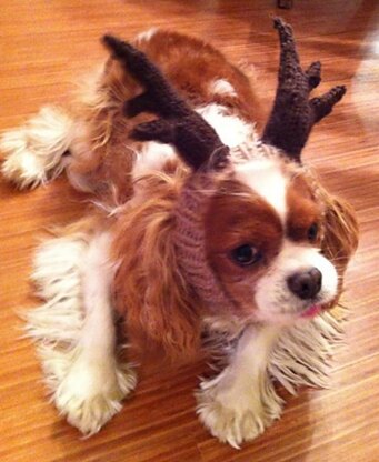 ROFL Dog Antlers