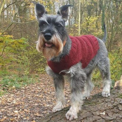 DOG JUMPER - knitting pattern