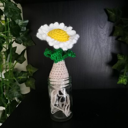Daisy Bulb plant