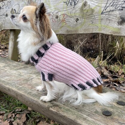 Chihuahua jumper