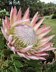 Protea