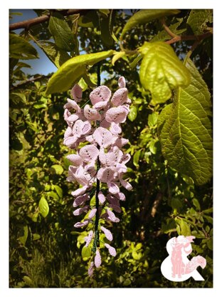 Wisteria