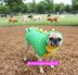 Dino Dog Sweater Costume