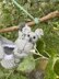 Koala Hanging Basket