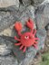 Clive the Crab