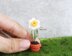 Miniature potted daffodil
