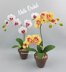 Moth Orchid