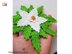 Poinsettia  white