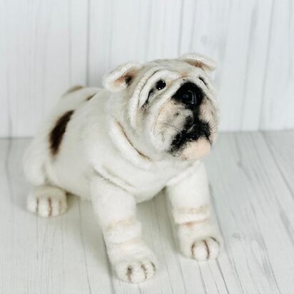 English Bulldog Adult