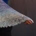 Kindness is Everything Shawl