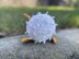 Bubbles the Puffer Fish