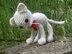 White cat