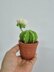 Cactus plant with flower