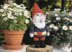 Garden Gnome