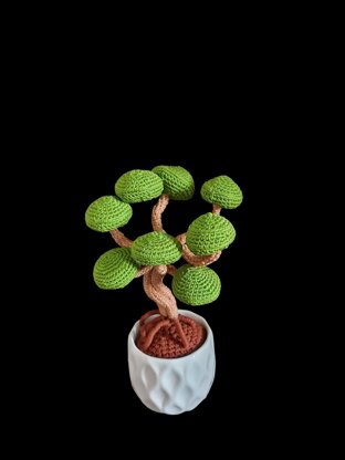 Juniper Bonsai tree