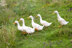 Wendy Family Arans (322)