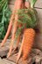 Carrot treat for bunny
