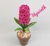 Hyacinth