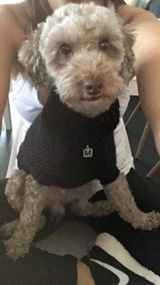 Milo's Sweater