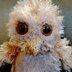 Owl Babies