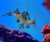 Leafy seadragon