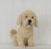 Havanese Dog