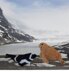 Arctic Animals