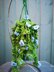 Snowtopia hanging plant