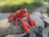 Clive the Crab